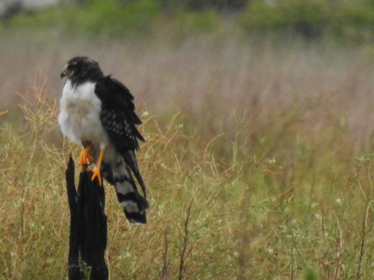 Long-winged Harrier - ML303339371