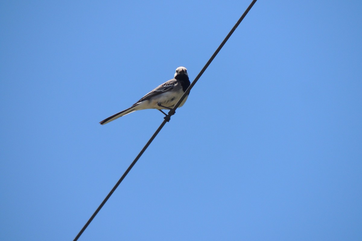 White Wagtail - Fábio Matos