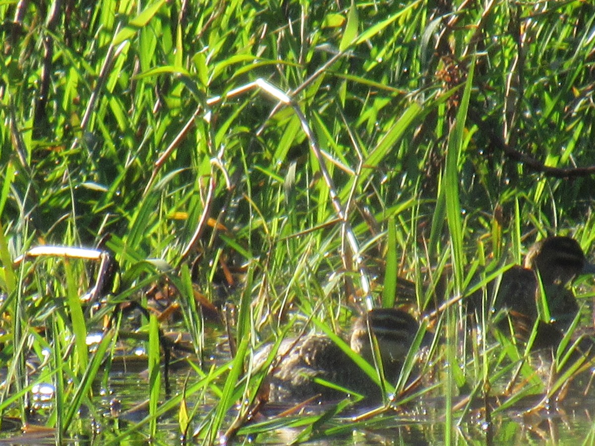 Masked Duck - ML303341191