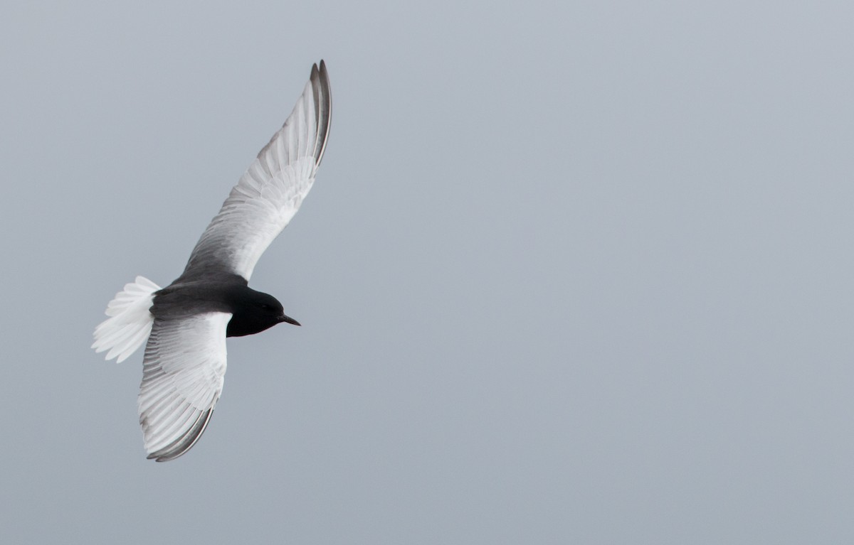 White-winged Tern - Ian Davies