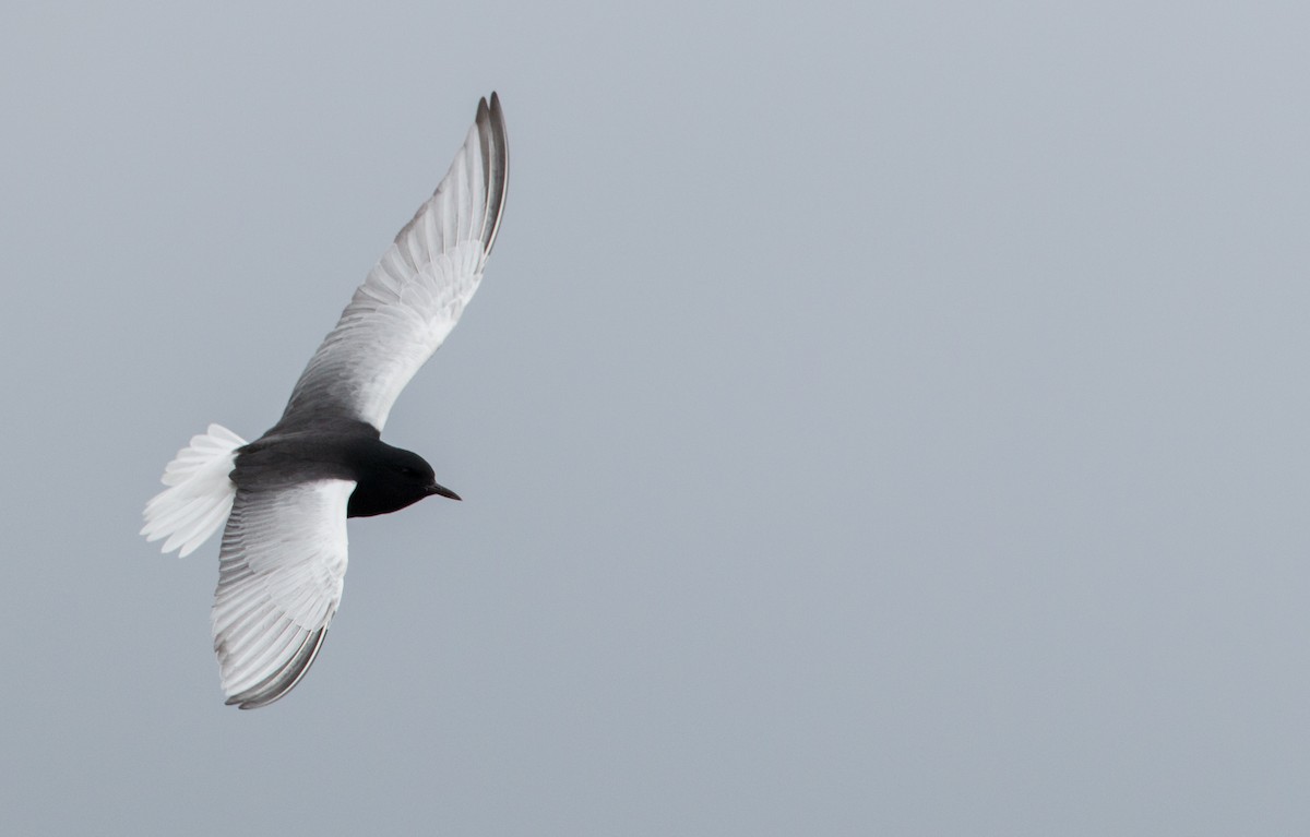 White-winged Tern - ML30334121