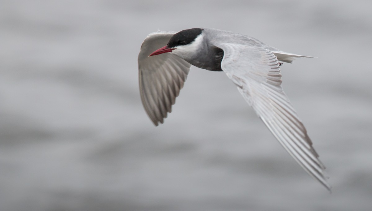 Whiskered Tern - Ian Davies