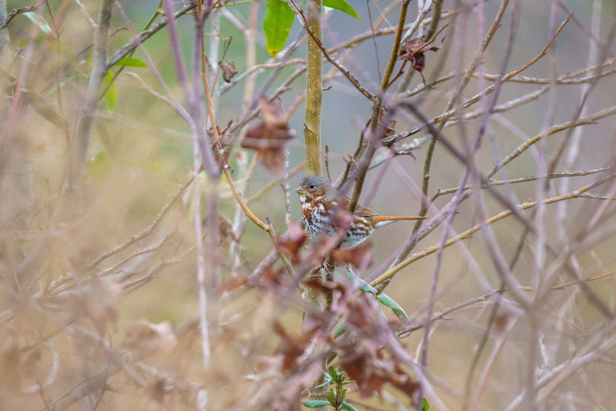 Fox Sparrow - ML303341831