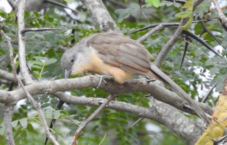 Dark-billed Cuckoo - ML303341851