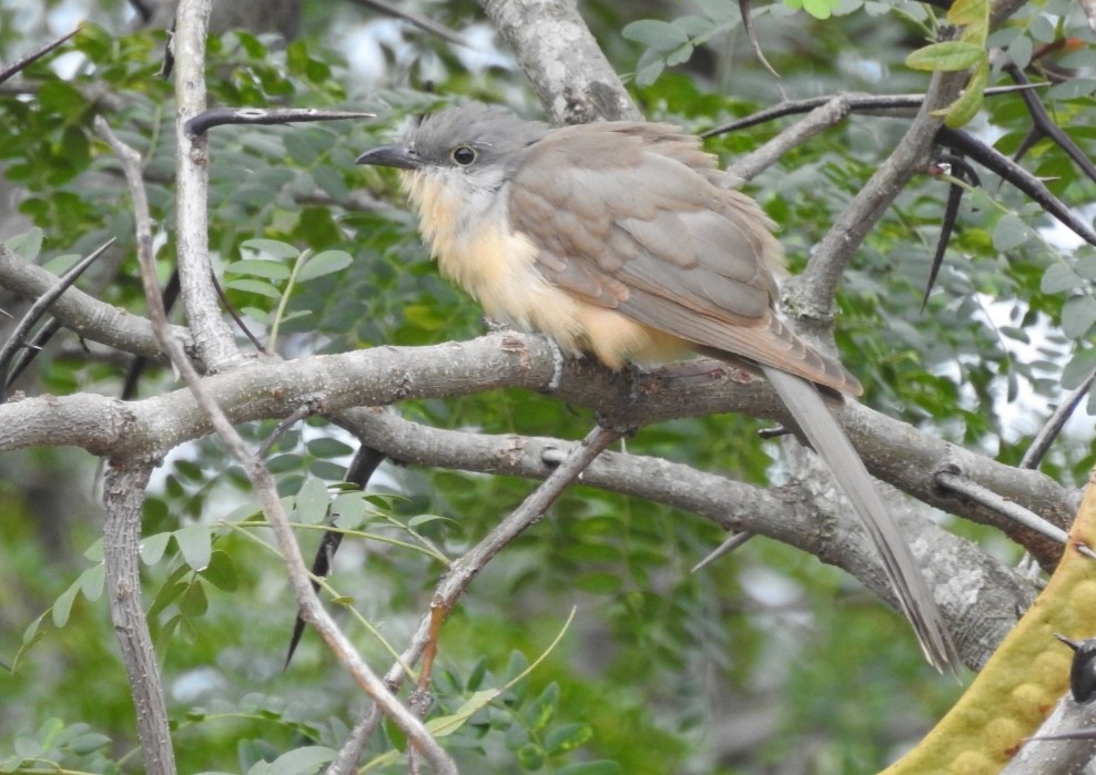 Dark-billed Cuckoo - ML303341861