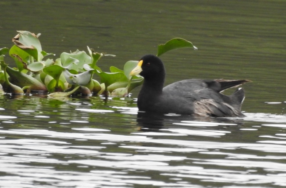White-winged Coot - ML303341901