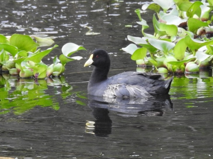 White-winged Coot - ML303341921