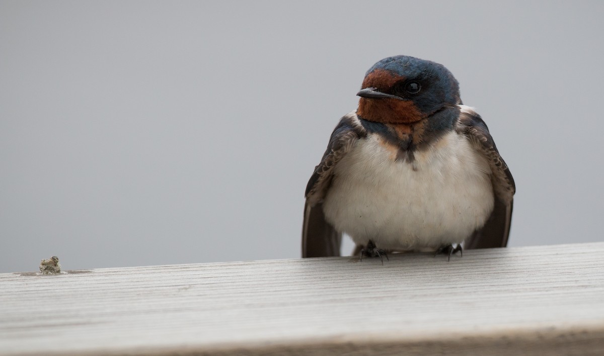 Golondrina Común - ML30334221