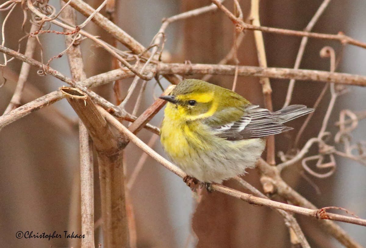 Townsend's Warbler - ML303342301