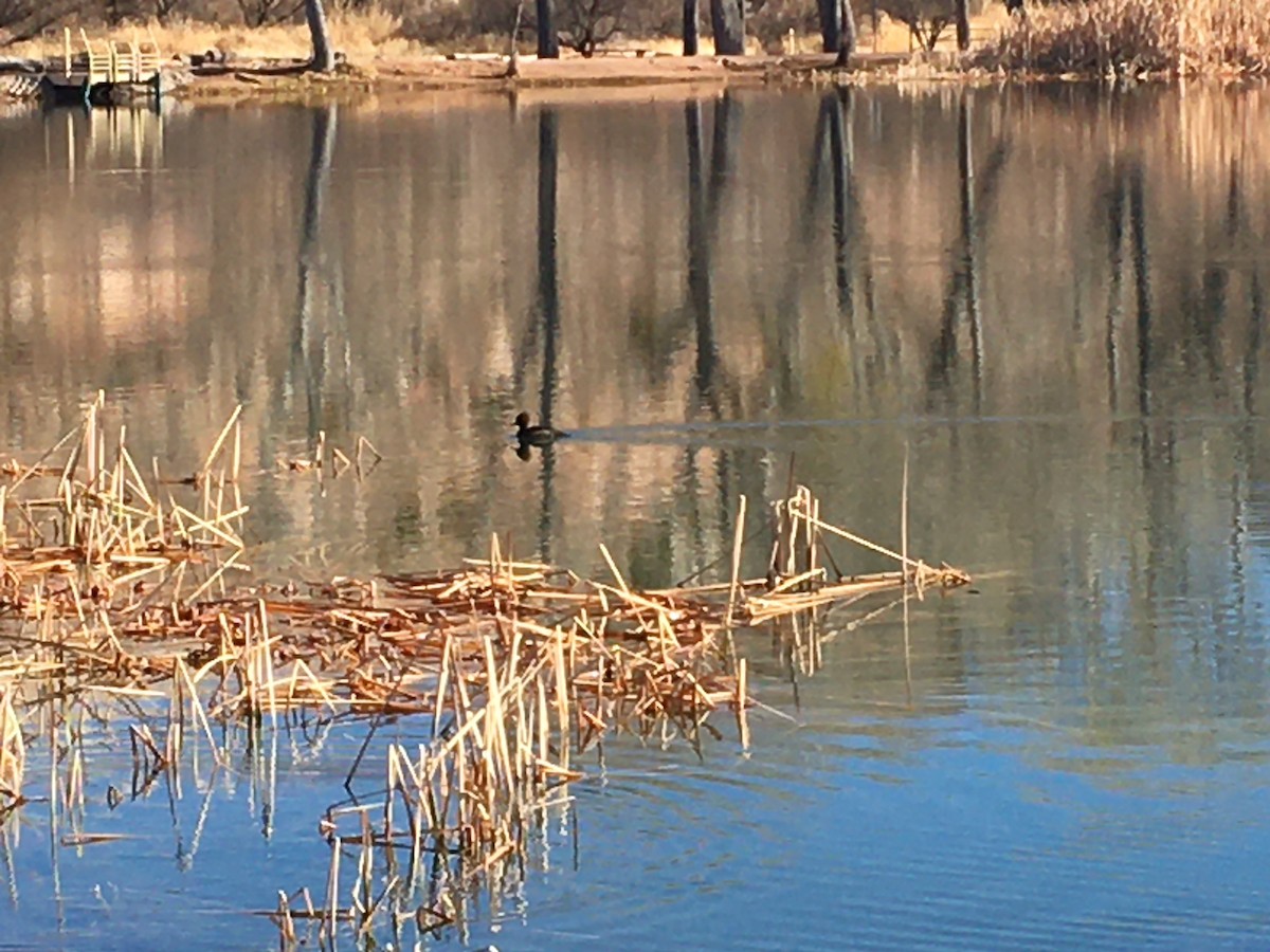 Hooded Merganser - ML303342801