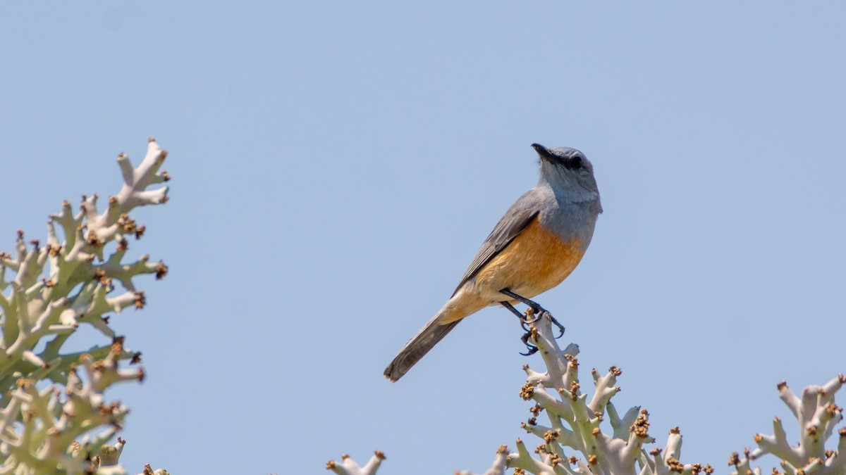 Littoral Rock-Thrush - ML303343131