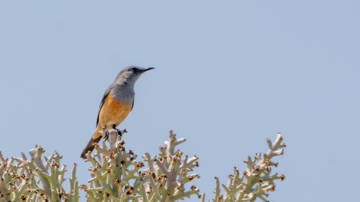 Littoral Rock-Thrush - ML303343161