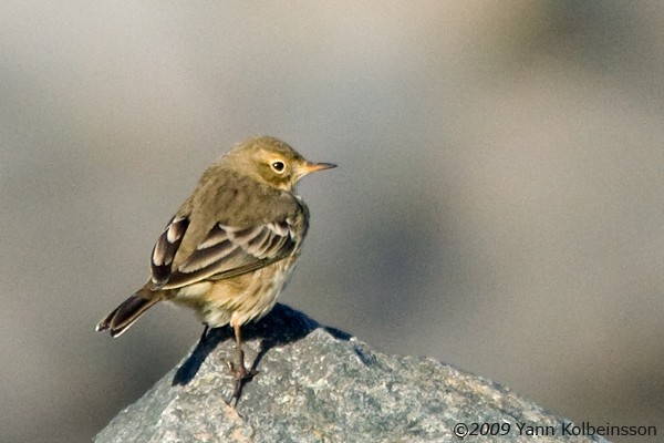 American Pipit - ML303343741