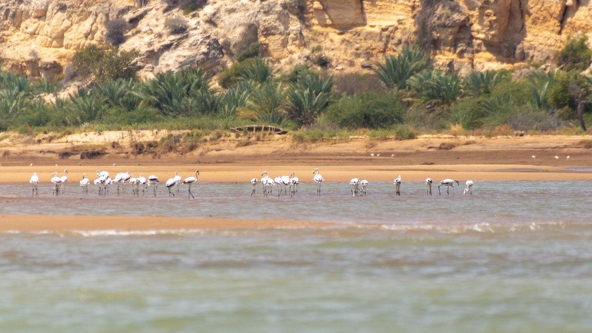 Greater Flamingo - ML303343951