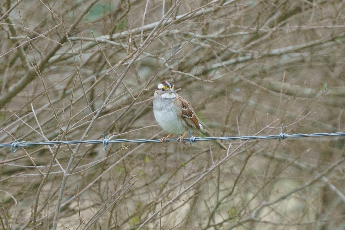 White-throated Sparrow - ML303344491