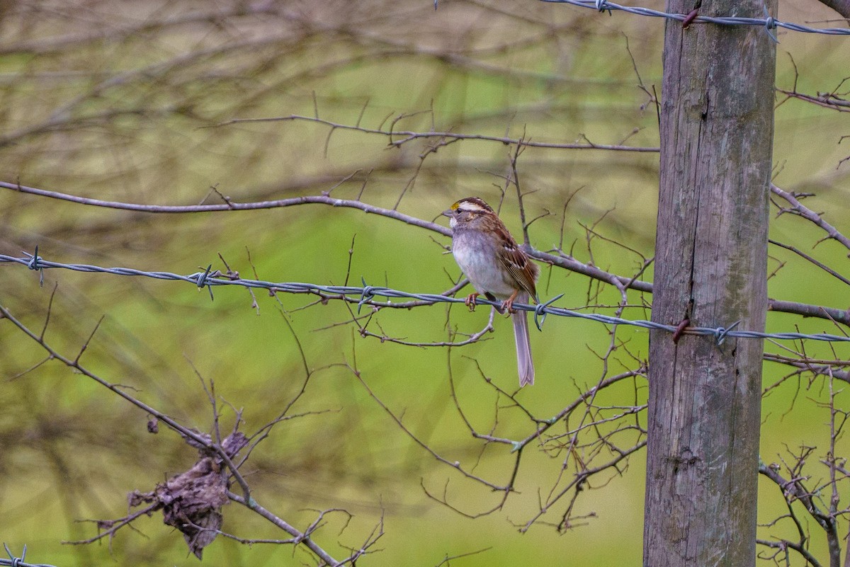 White-throated Sparrow - ML303344501