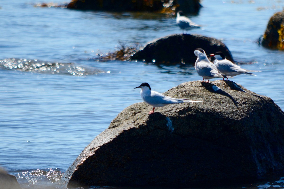 Roseate Tern - Nicholas Sylvia