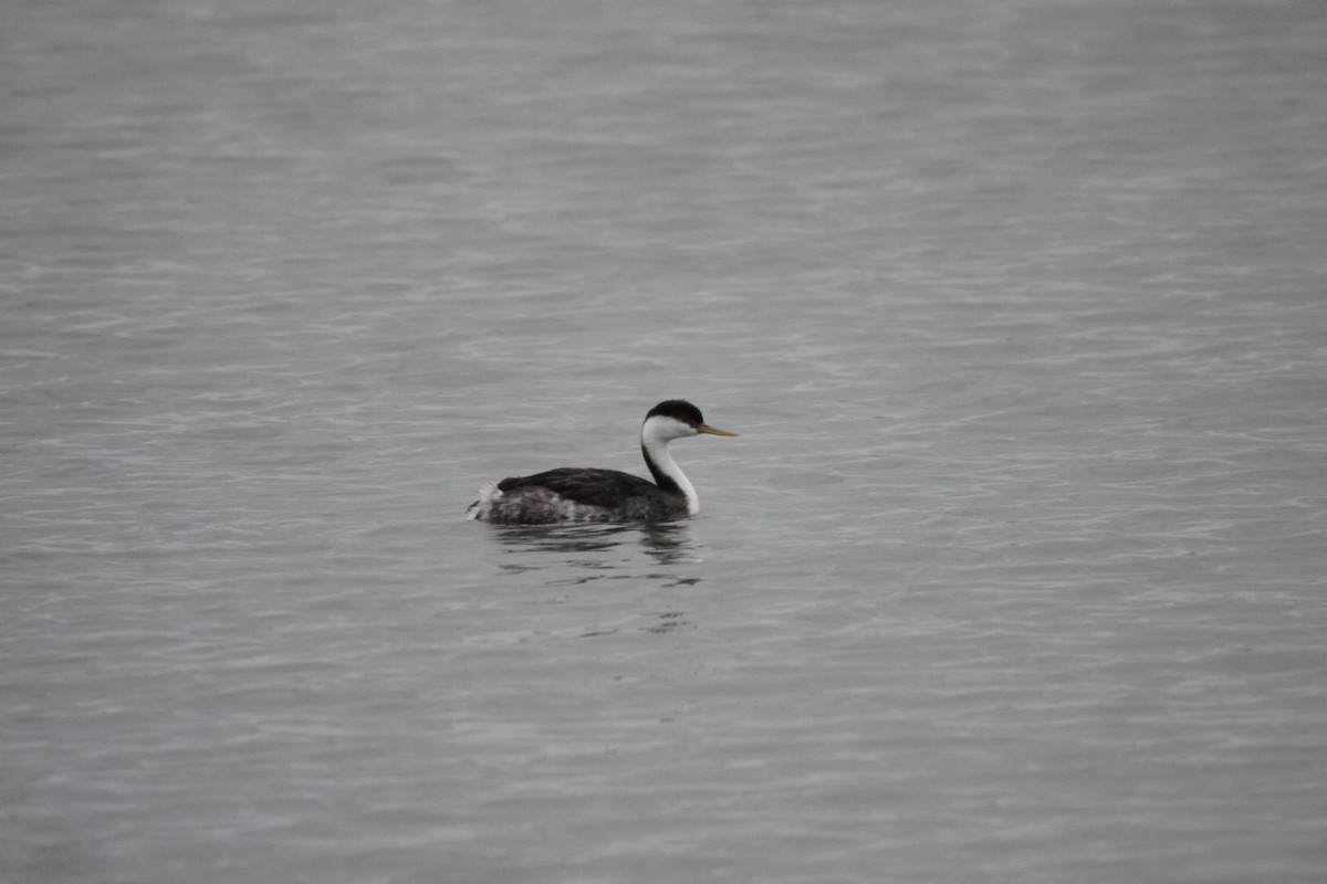 Western Grebe - ML303345611