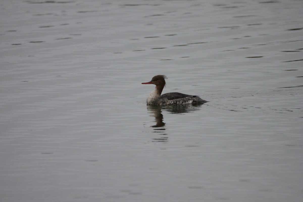 Сэвгэр бохио - ML303345841