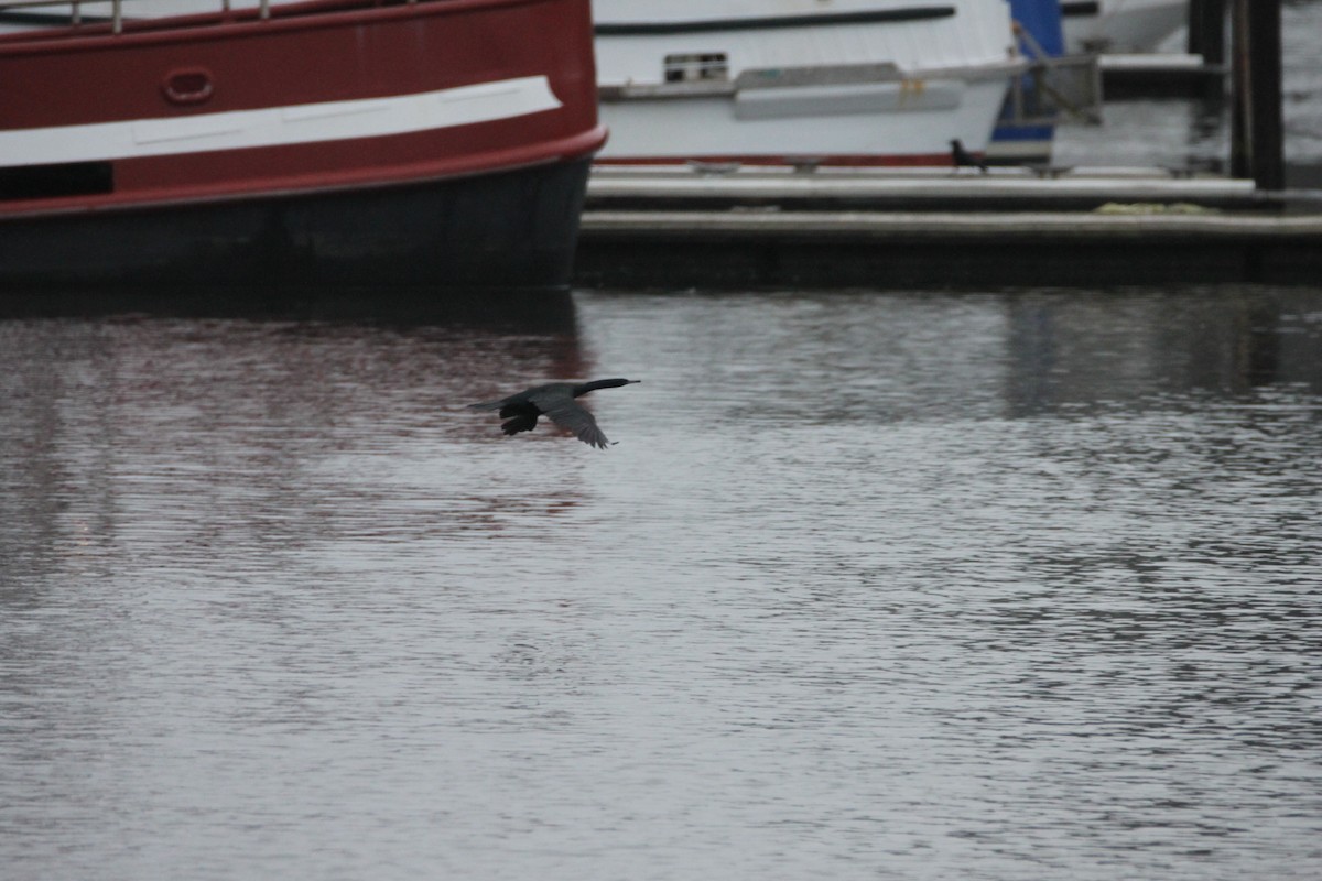 Pelagic Cormorant - Clint Jones