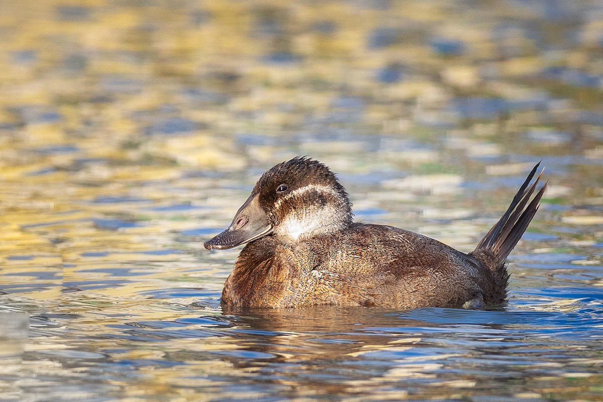 White-headed Duck - ML303346161