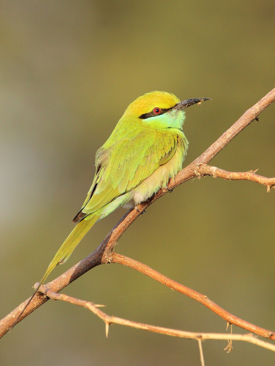 Asian Green Bee-eater - Dharam Veer Singh Jodha