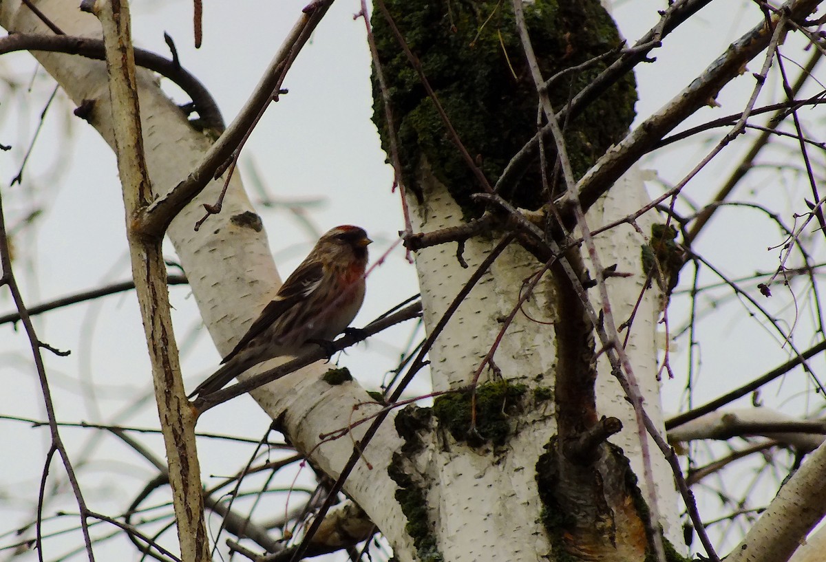 Lesser Redpoll - ML303348731