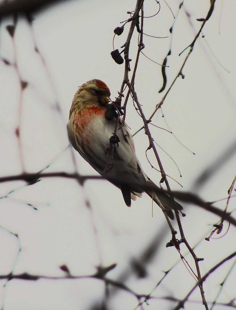 Redpoll (Lesser) - ML303348741