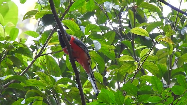 Malabar Trogon - ML303349021