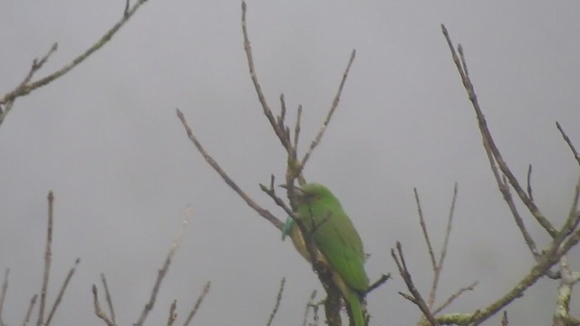 Blue-bearded Bee-eater - ML303349291