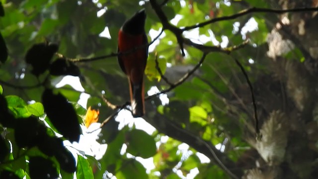 Trogon de Malabar - ML303349471