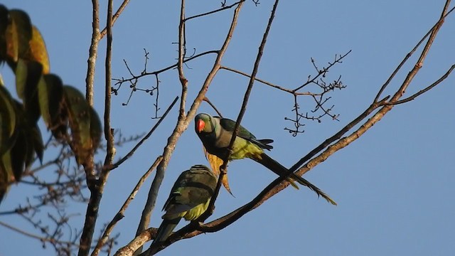 Malabar Yeşil Papağanı - ML303350141