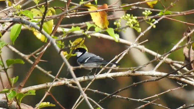 Cinereous Tit - ML303350841