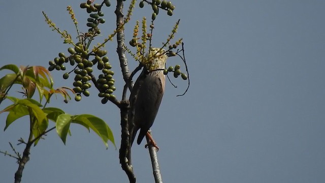 Malabar Starling - ML303351051