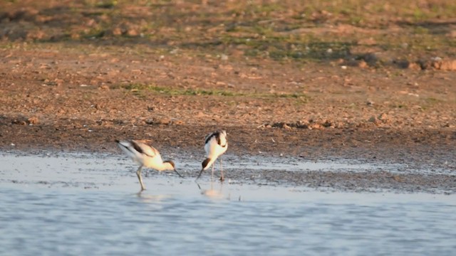 Avocette élégante - ML303352281