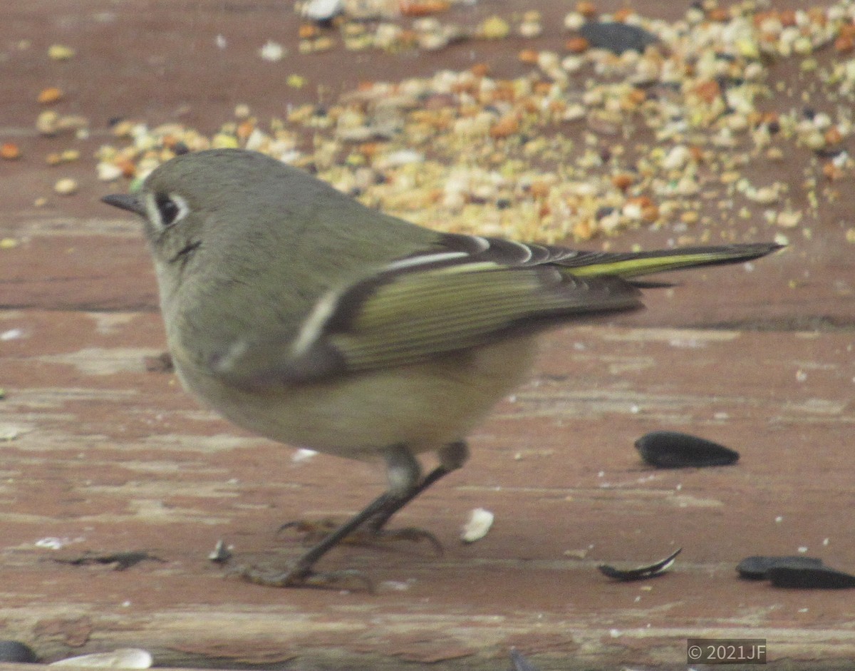 Ruby-crowned Kinglet - ML303352351