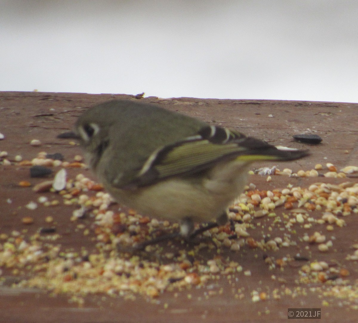 Ruby-crowned Kinglet - ML303352361