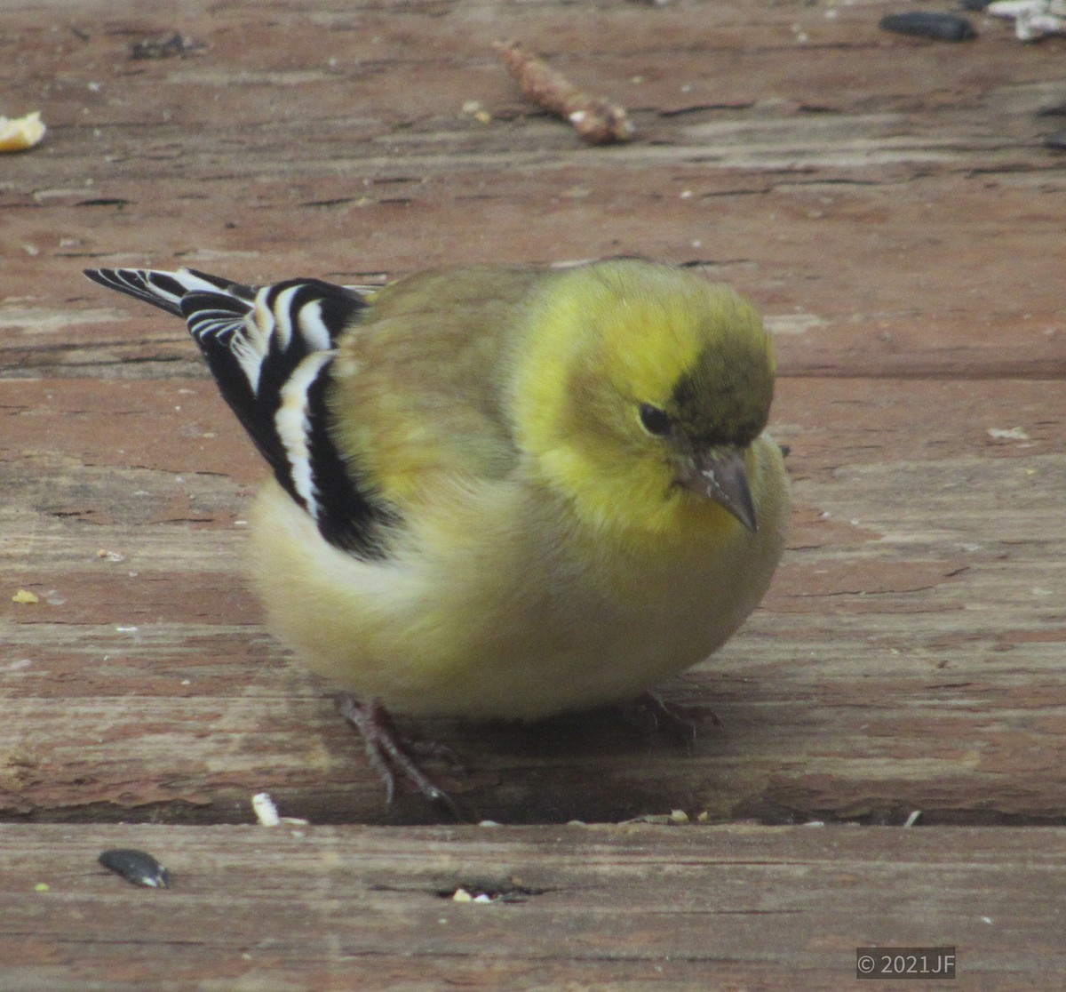 American Goldfinch - ML303352551