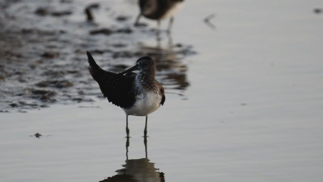 Green Sandpiper - ML303353211