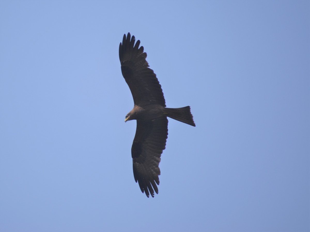 黑鳶 - ML303353661