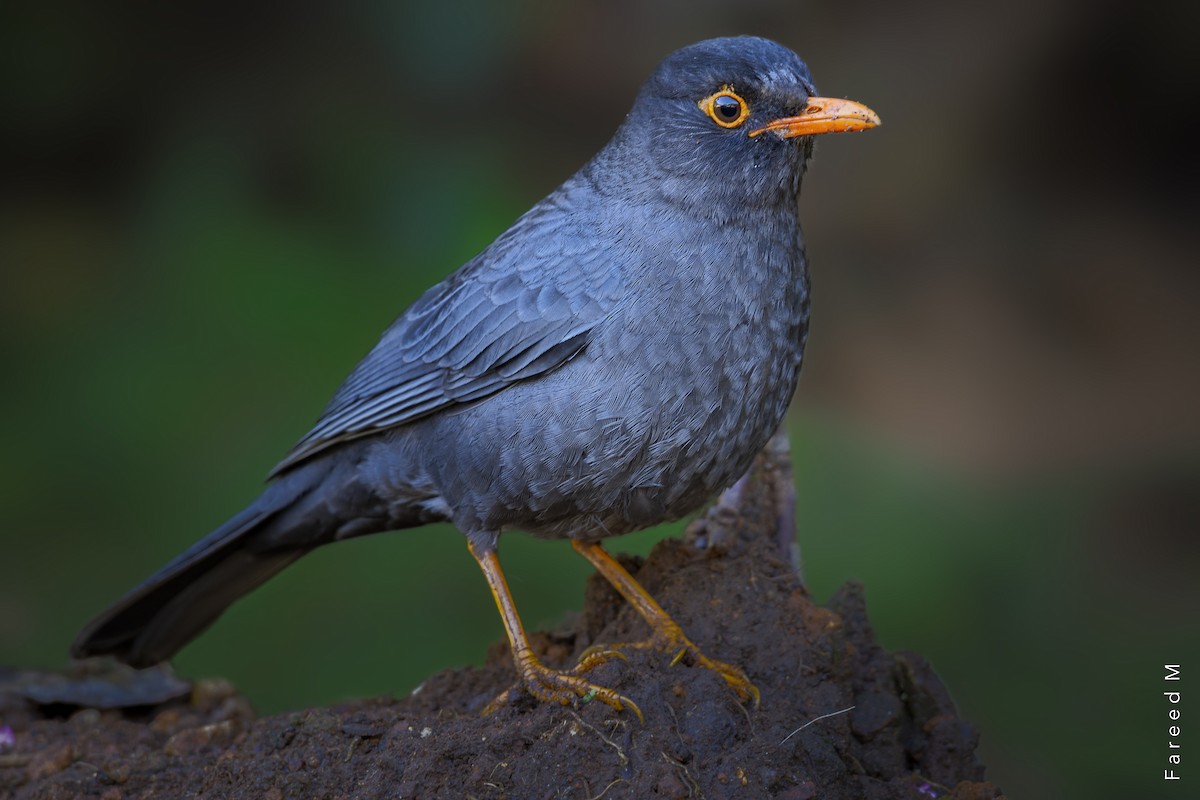 Indian Blackbird - ML303354521