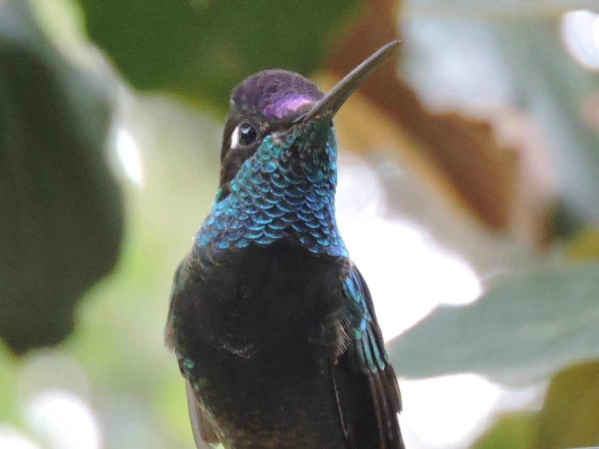 kolibřík skvostný - ML30335491