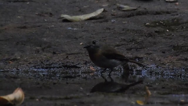 Blue-throated Flycatcher - ML303355621