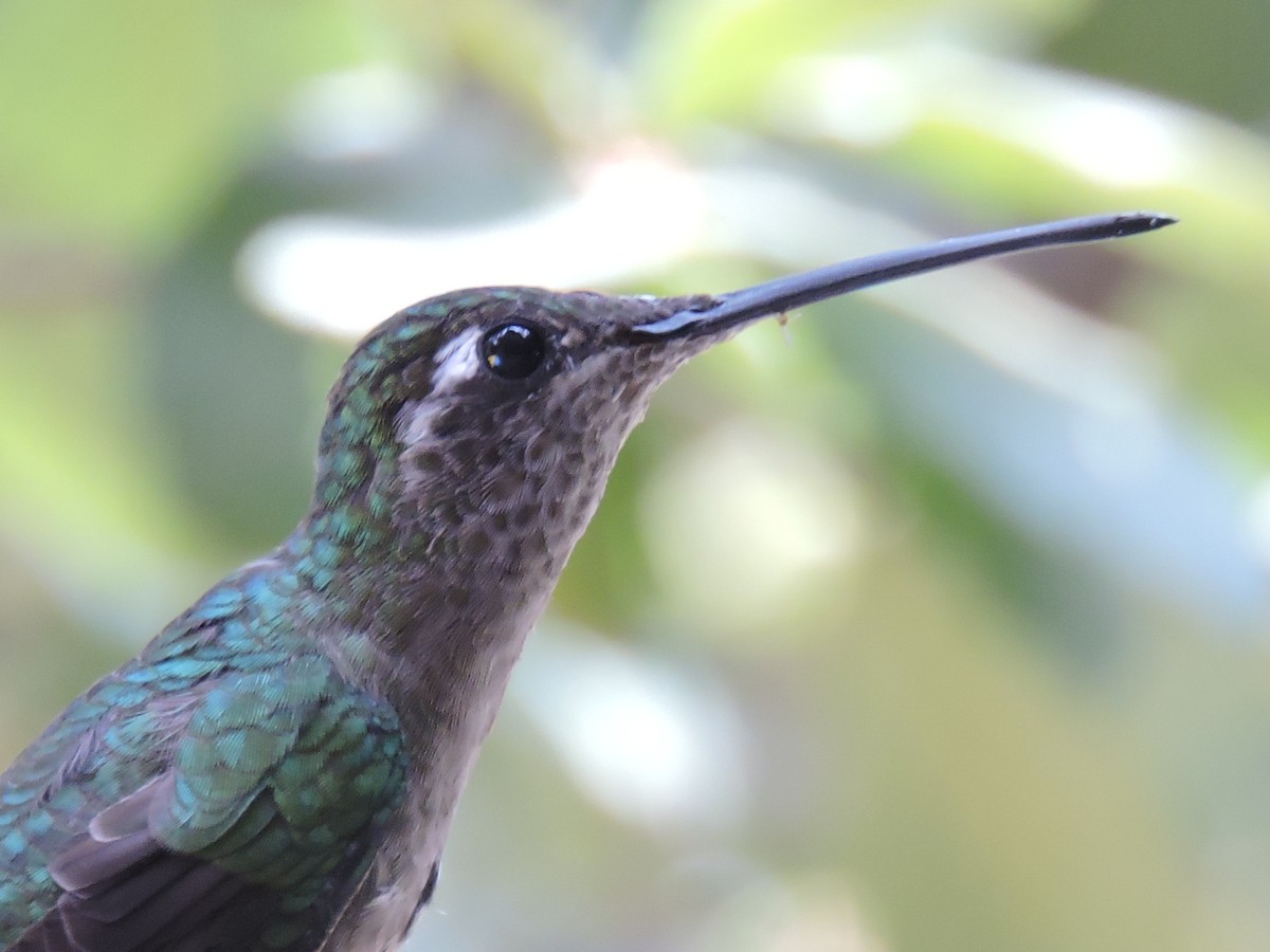 kolibřík skvostný - ML30335671