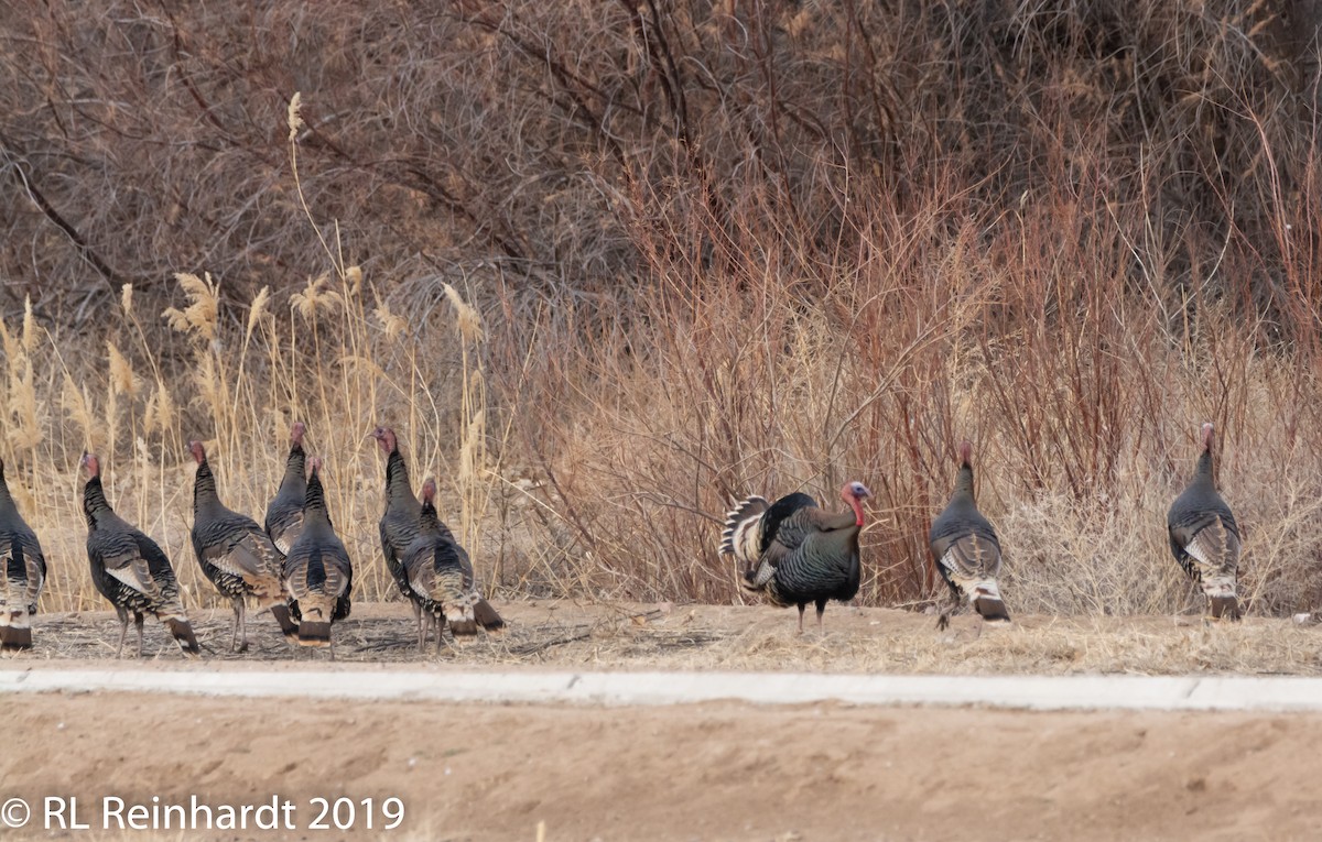 Wild Turkey - ML303356841