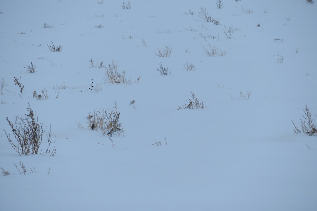 Snow Bunting - ML303356911