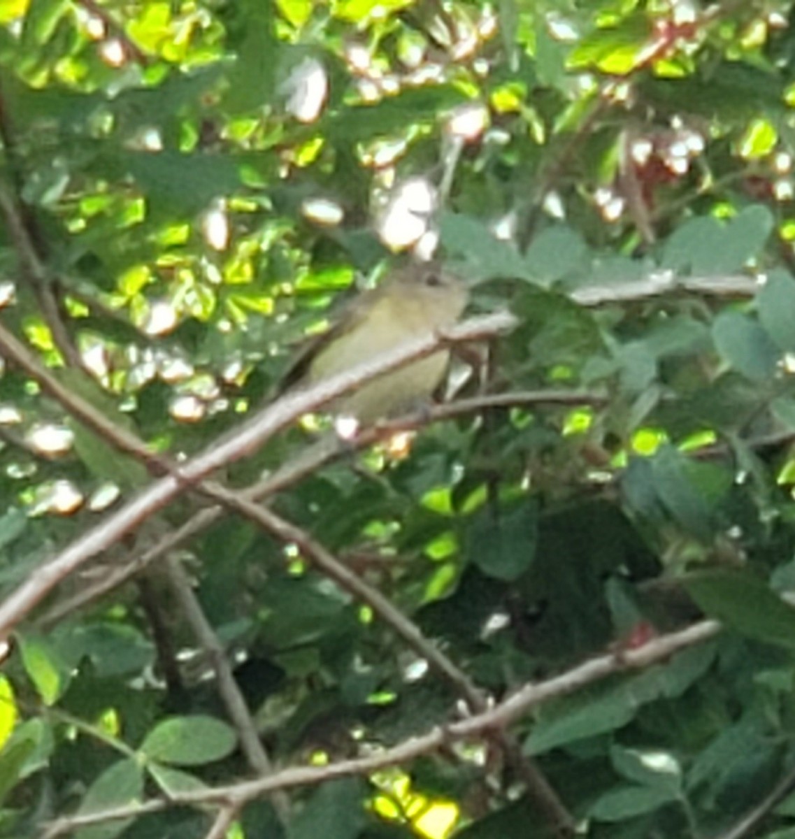 Bell's Vireo - Dennis Peacock