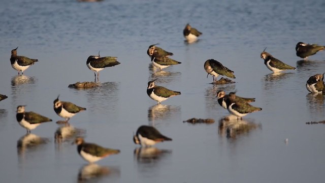 Northern Lapwing - ML303357301