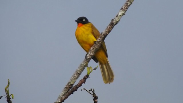 Flame-throated Bulbul - ML303359301