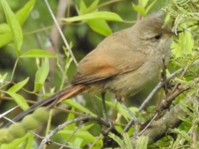 Sharp-billed Canastero - ML303359531